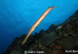 Trumpetfish posing for the camera on 2 mile reef, Sodwana by Kerri Keet 